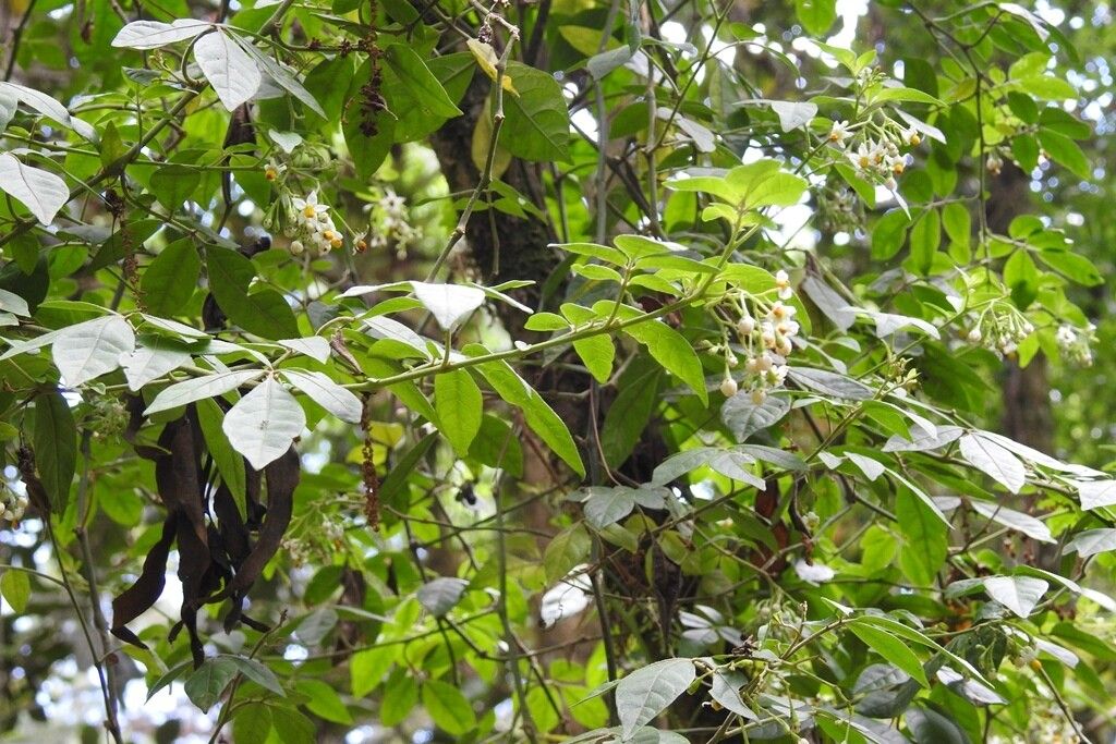 Solanum tacanense habit