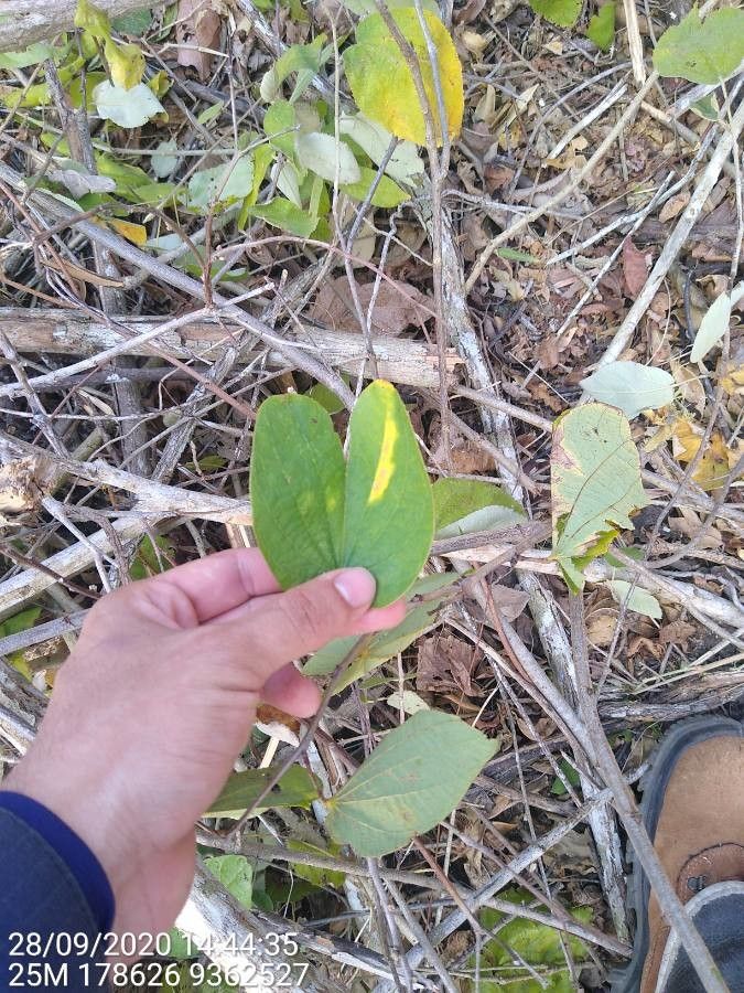 Bauhinia cheilantha — search result for 'Bauhinia'