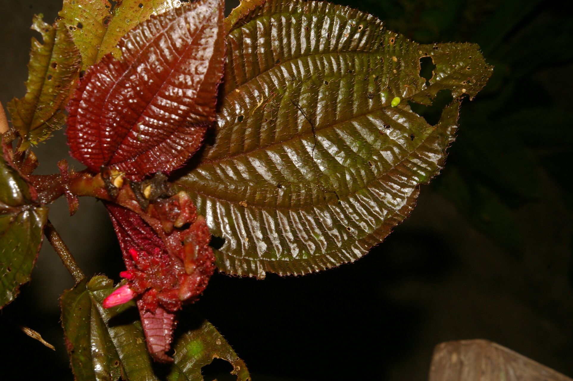 Triolena hirsuta — related species from the same genus