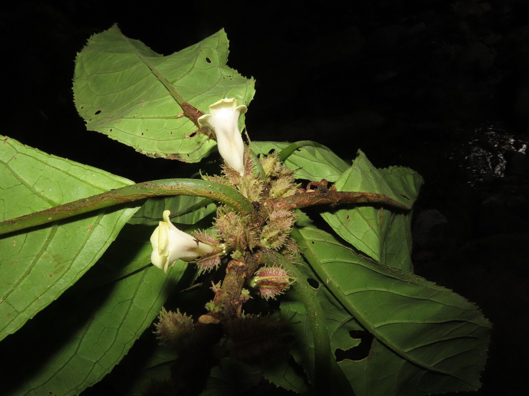 Drymonia macrophylla — houseplant care guide