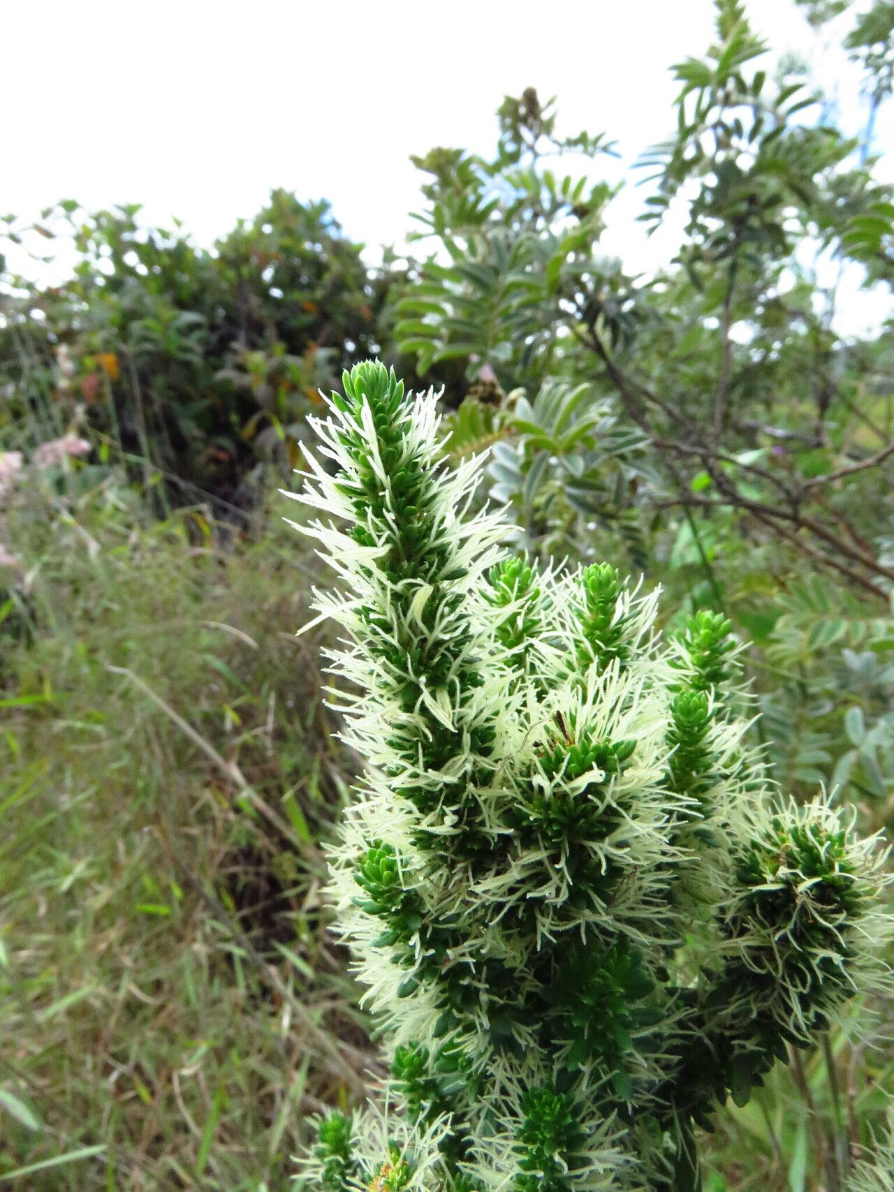 Anthospermum usambarense — houseplant care guide