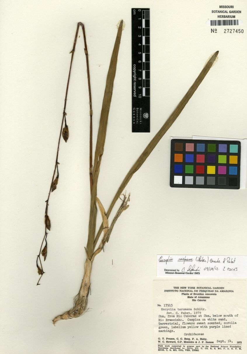 Encyclia mapuerae other