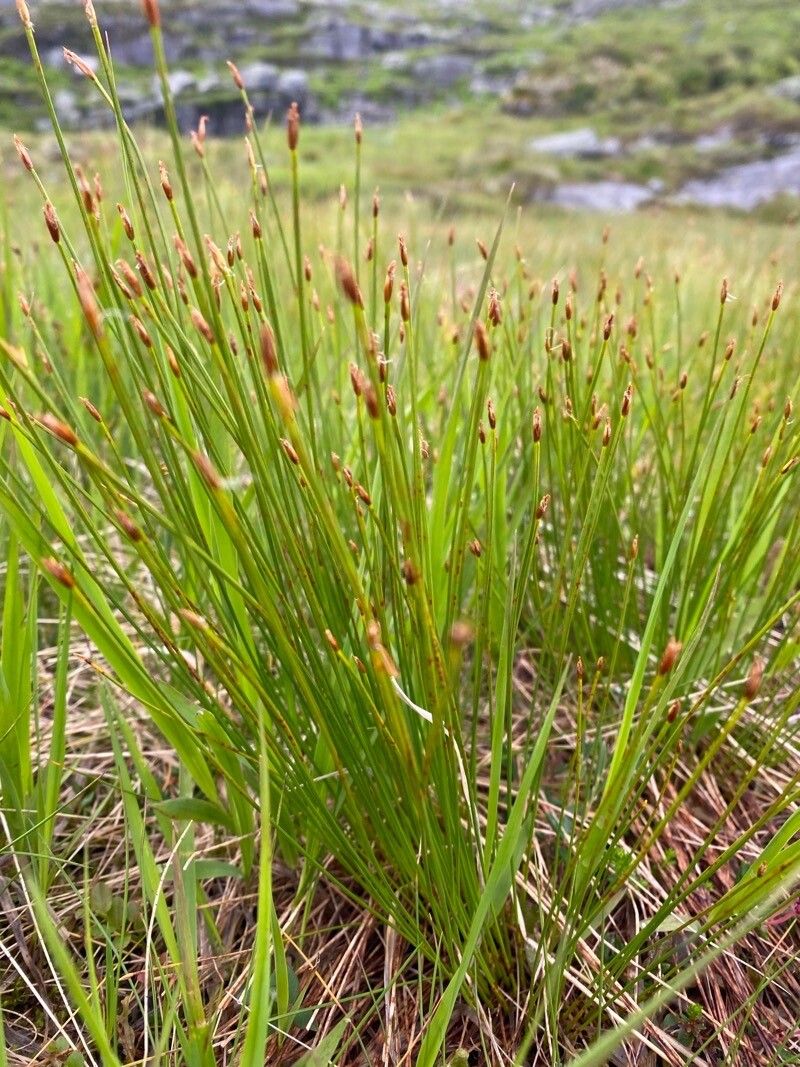 Eleocharis quinqueflora leaf