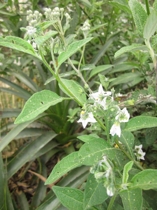 Solanum cochabambense habit
