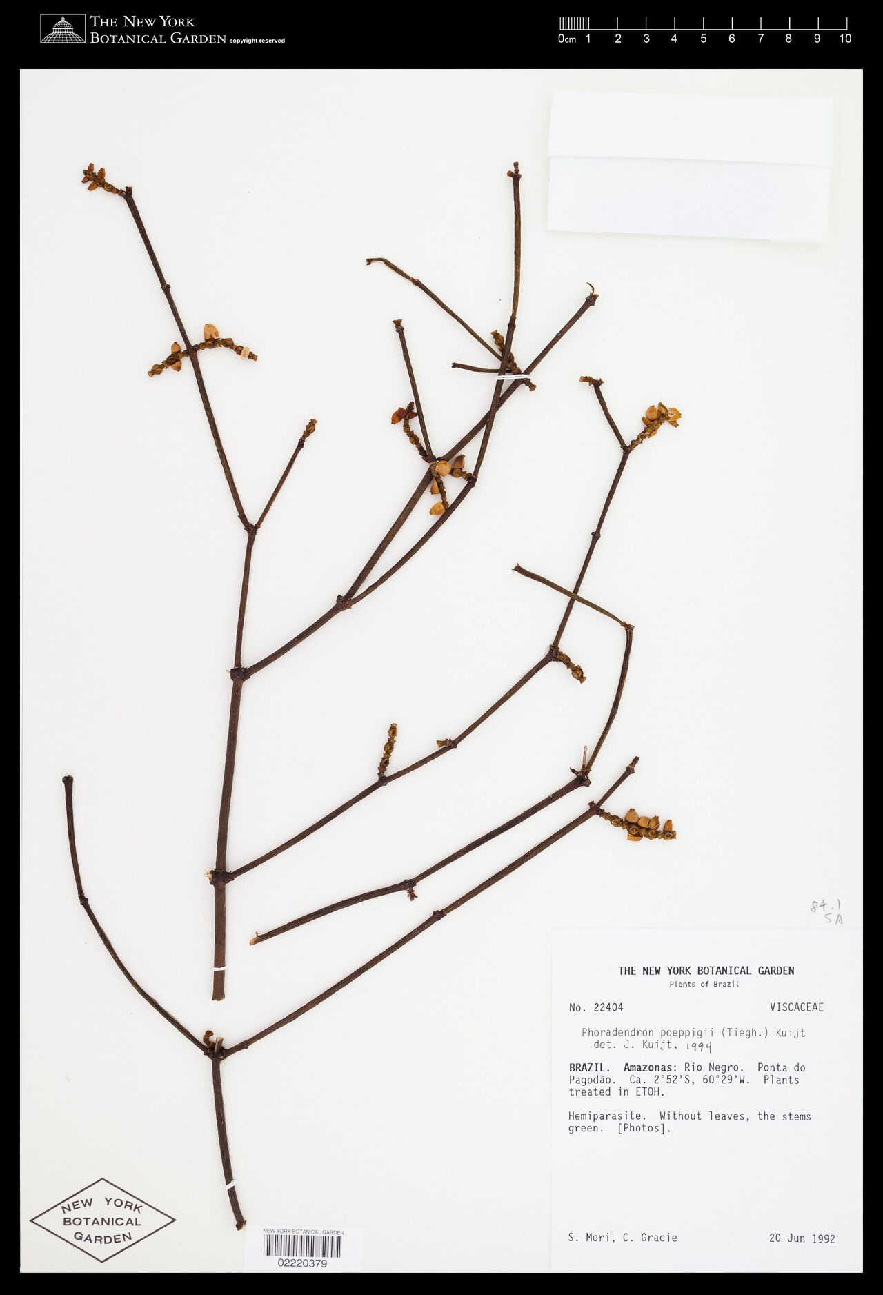 Phoradendron poeppigii — houseplant care guide