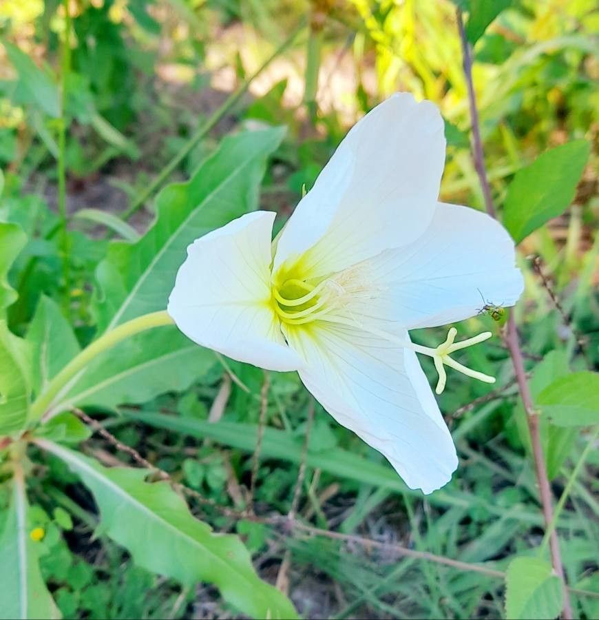 Oenothera centaureifolia flower
