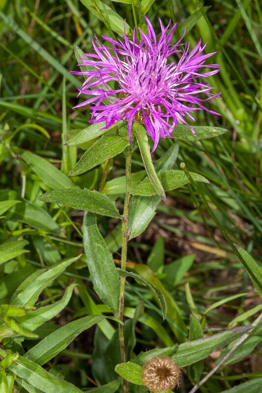 Centaurea rhaetica — houseplant care guide