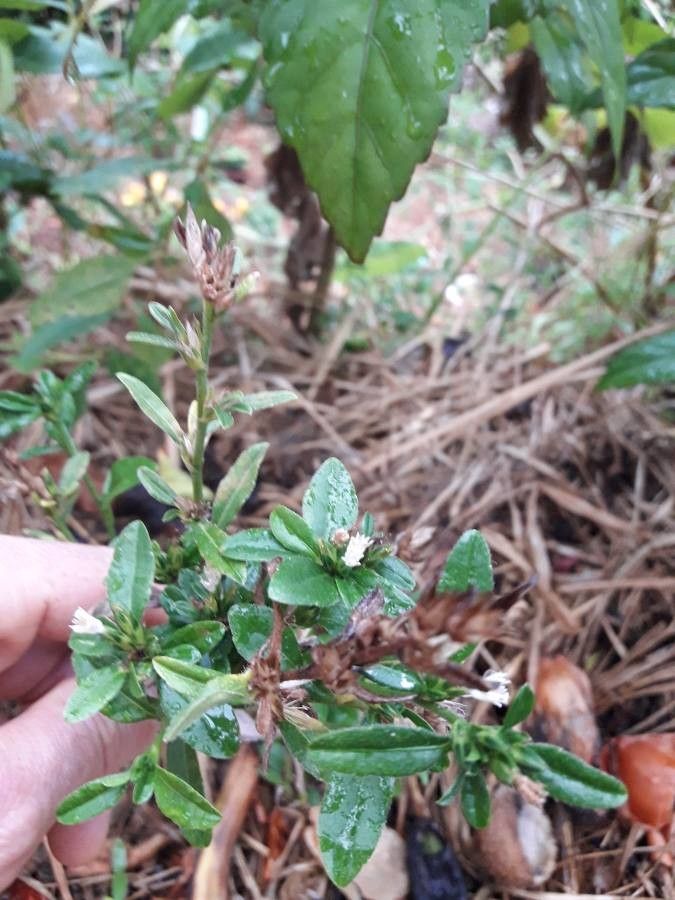 Pseudelephantopus spicatus flower
