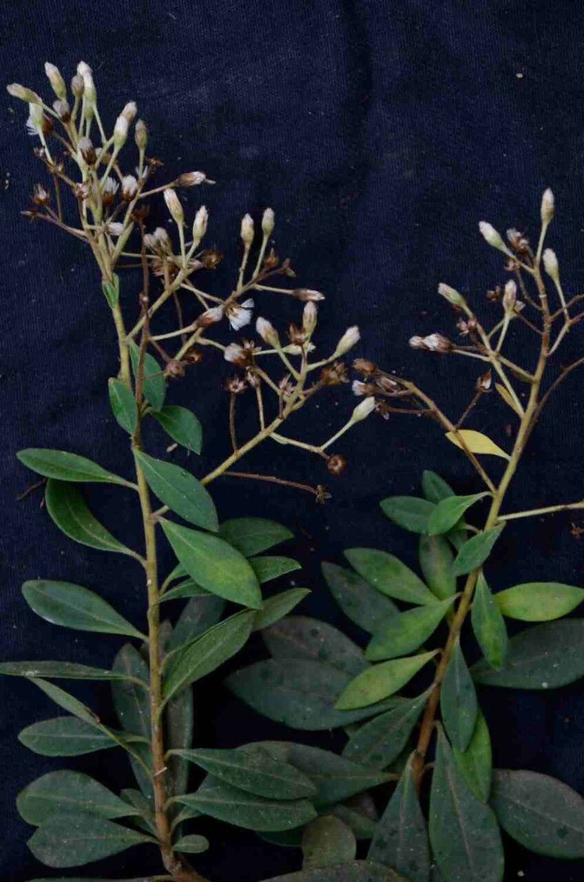 Baccharis rufidula — search result for 'Baccharis'