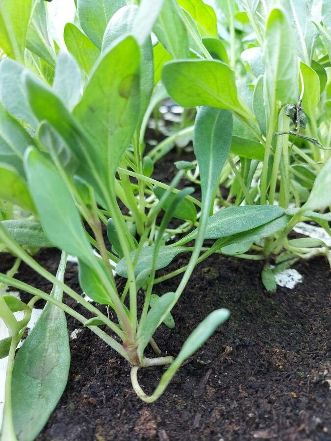 Nolana paradoxa habit