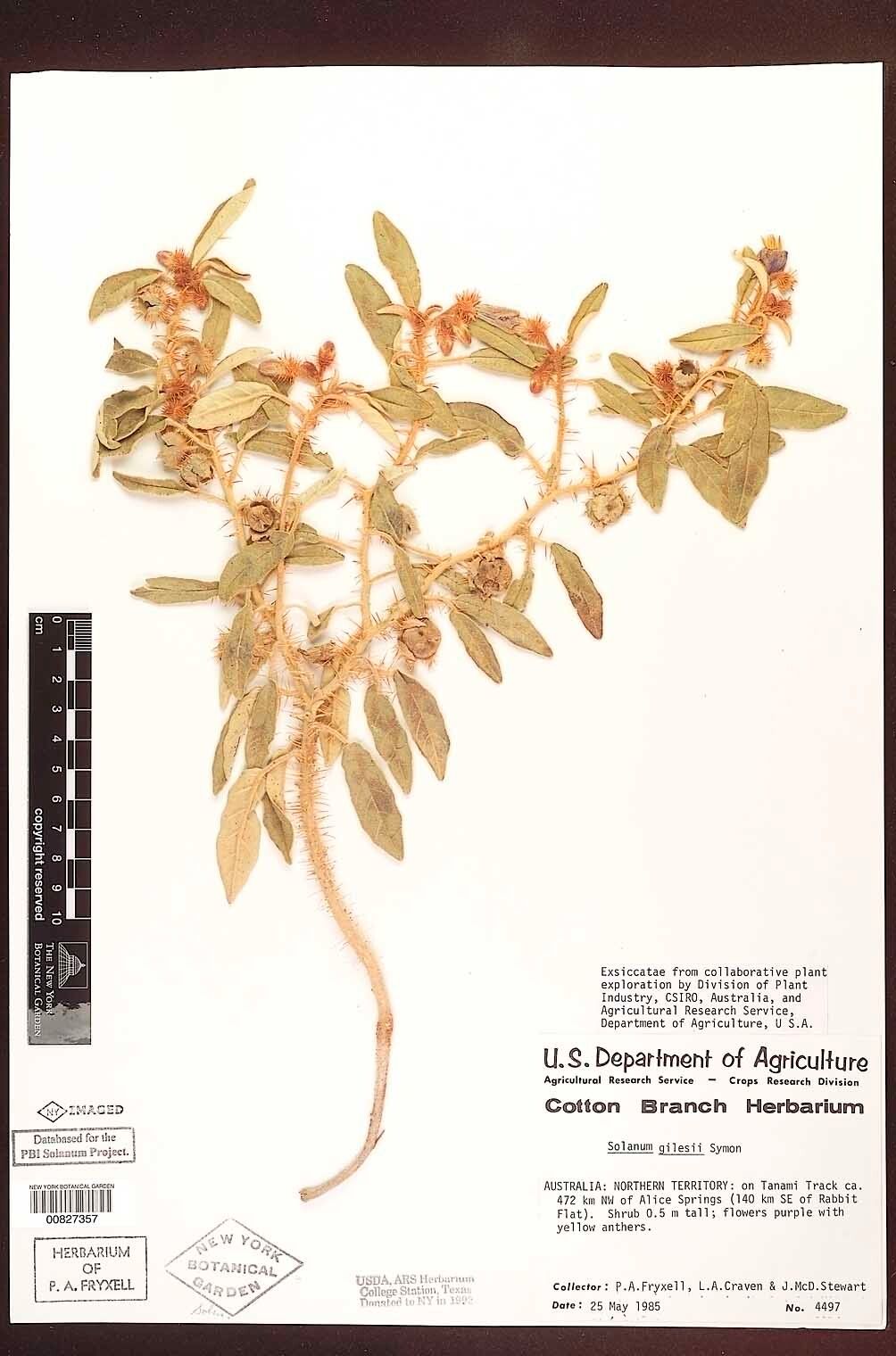 Solanum gilesii — houseplant care guide