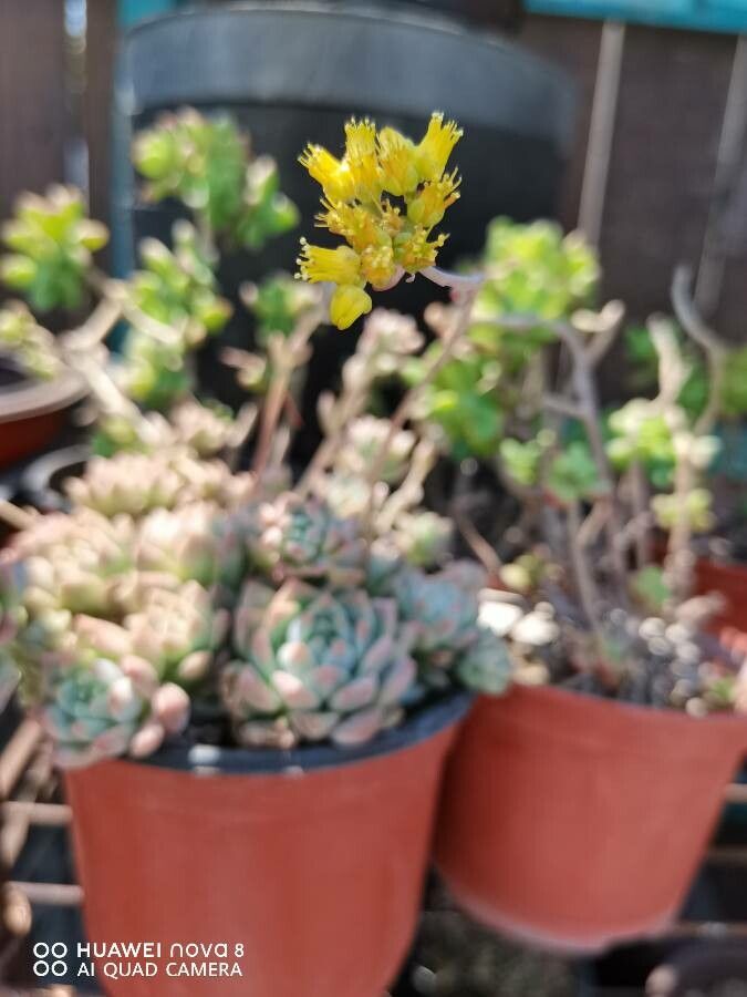 Echeveria prolifica flower