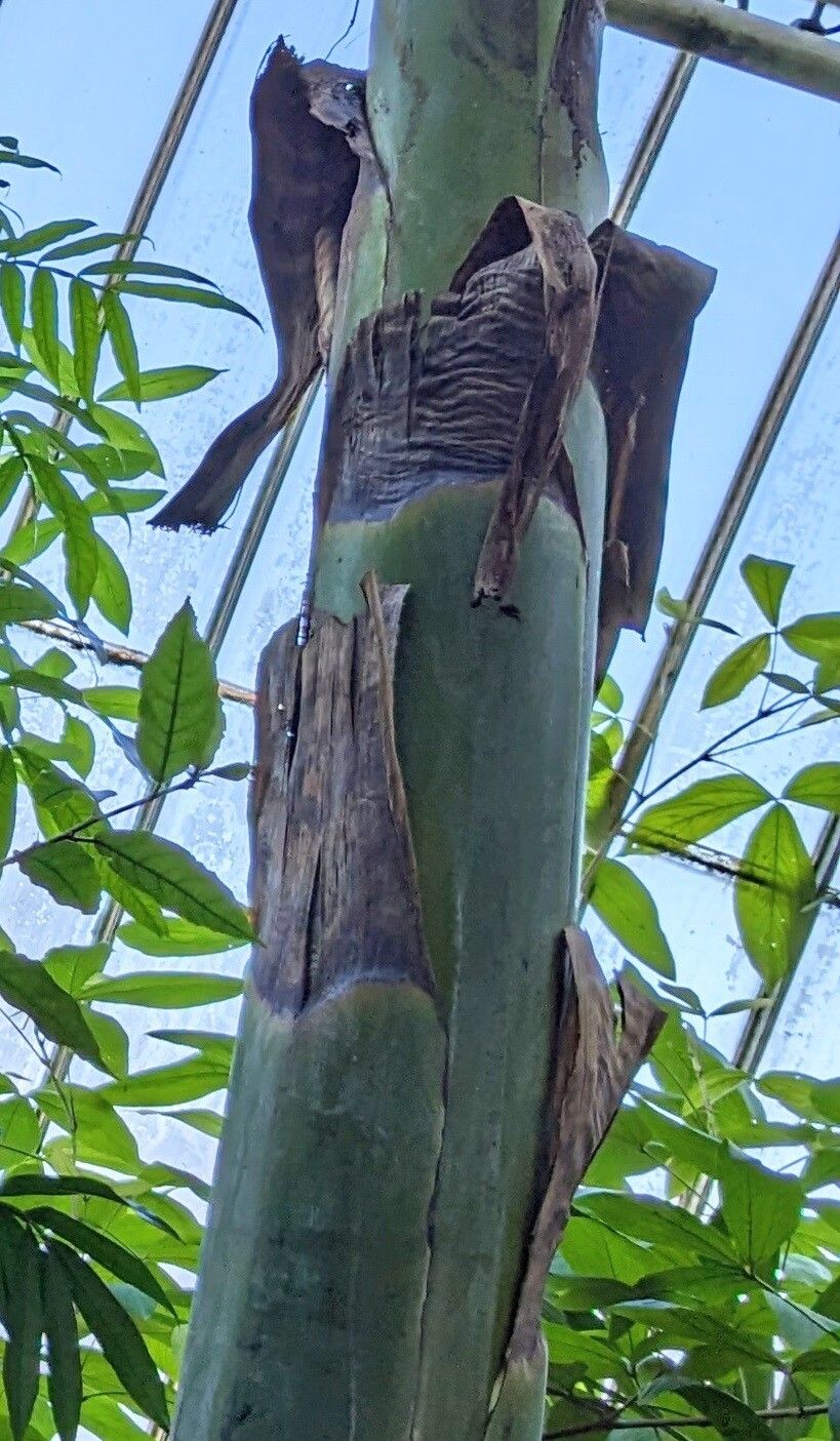 Ensete glaucum bark