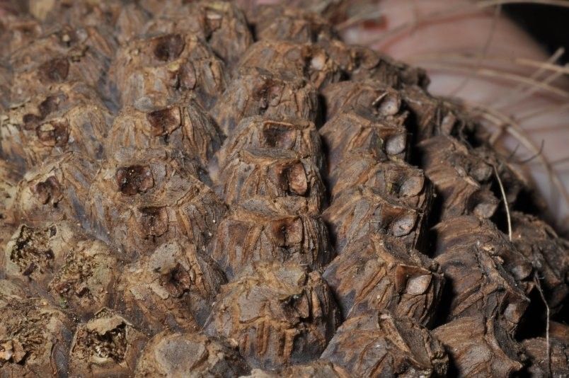 Pandanus aragoensis bark