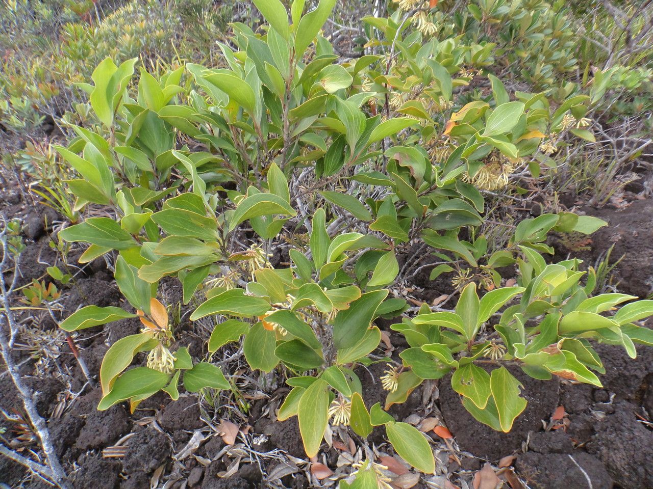 Stenocarpus villosus habit