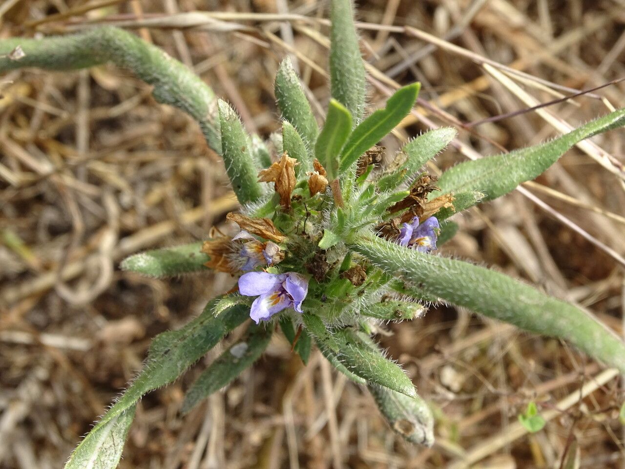 Hygrophila auriculata leaf