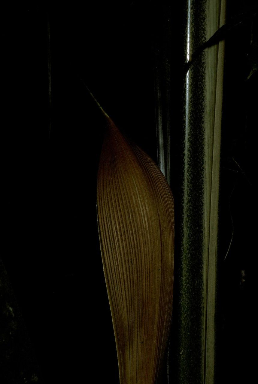 Attalea attaleoides other