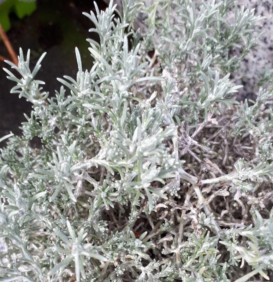 Helichrysum fontanesii — search result for 'Helichrysum'