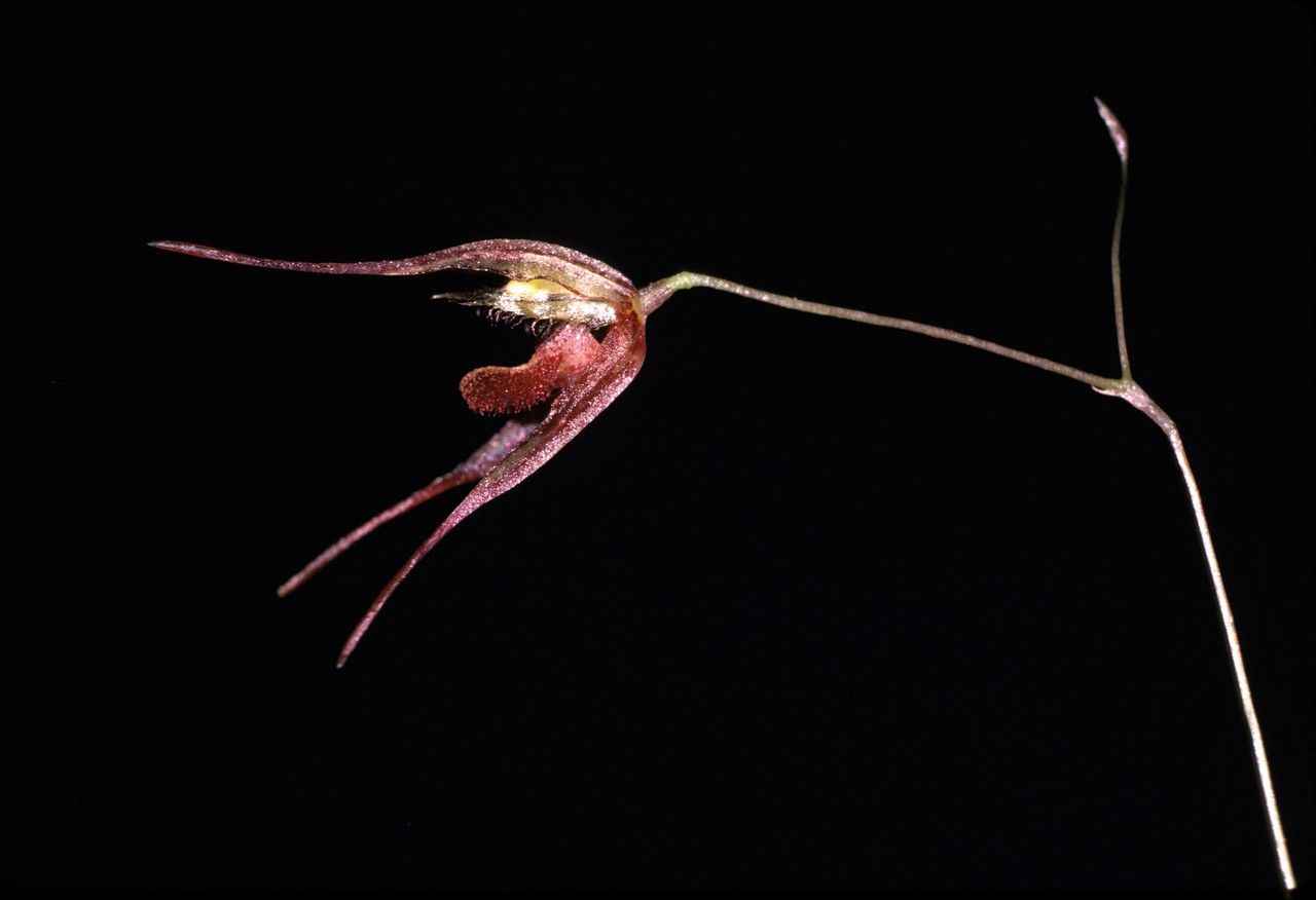 Specklinia aristata — related species from the same genus