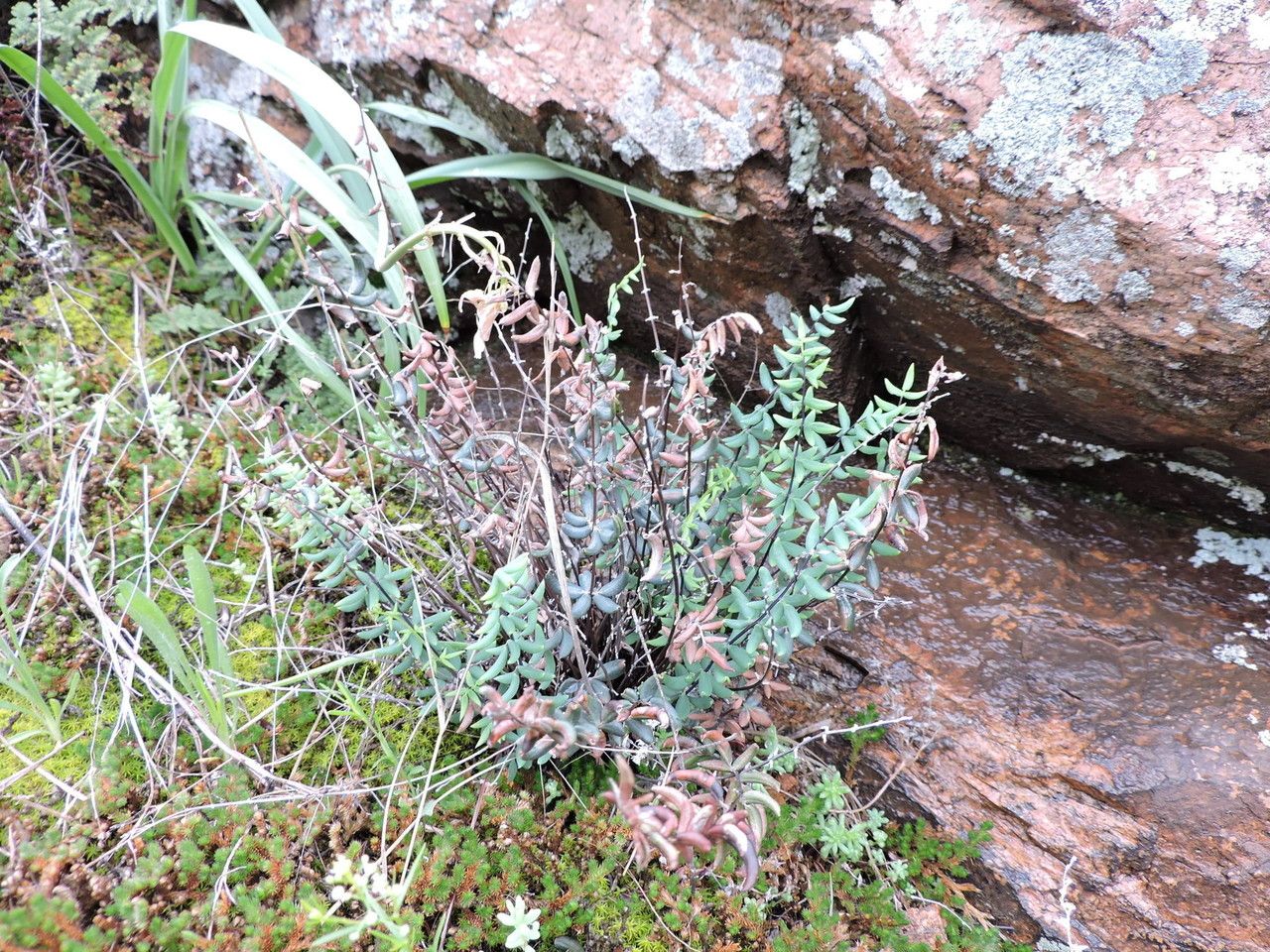 Pellaea wrightiana — search result for 'Pellaea'