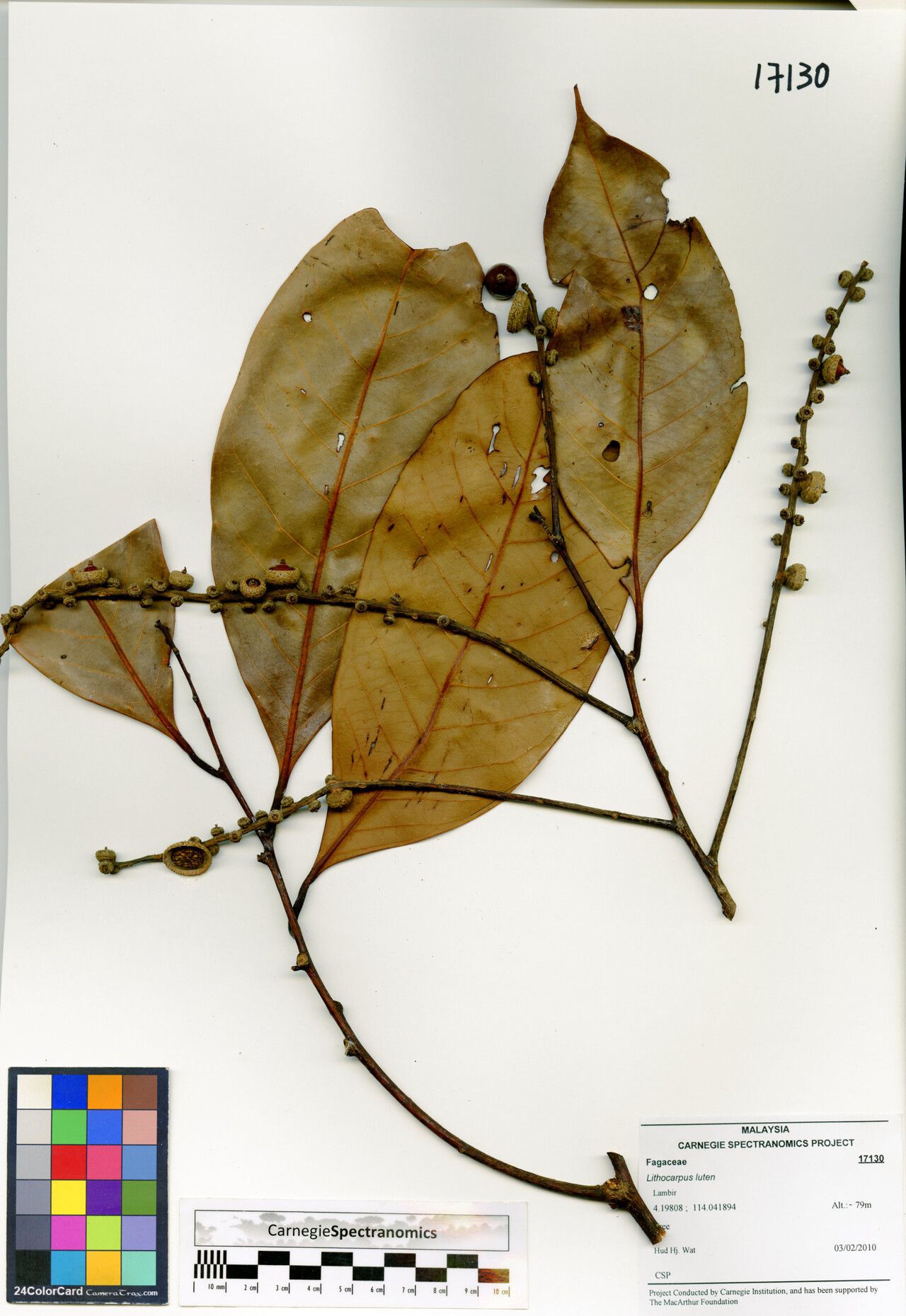 Lithocarpus luteus — search result for 'Lithocarpus'