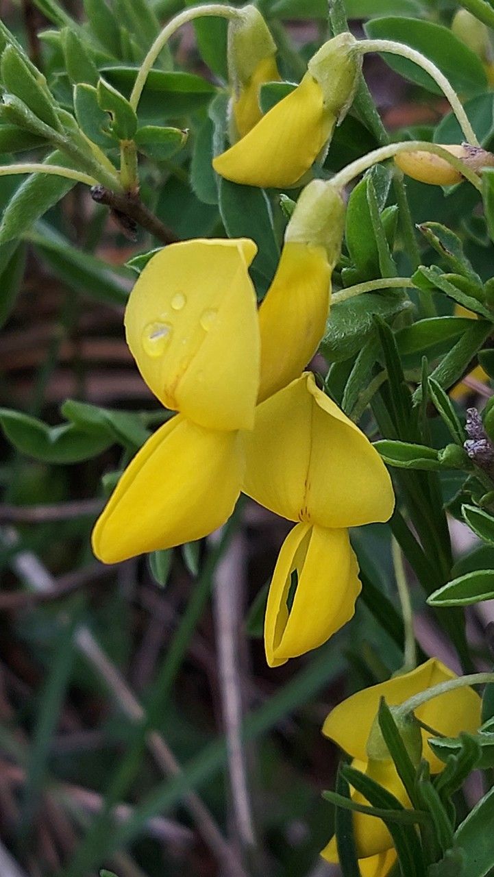Cytisus emeriflorus flower