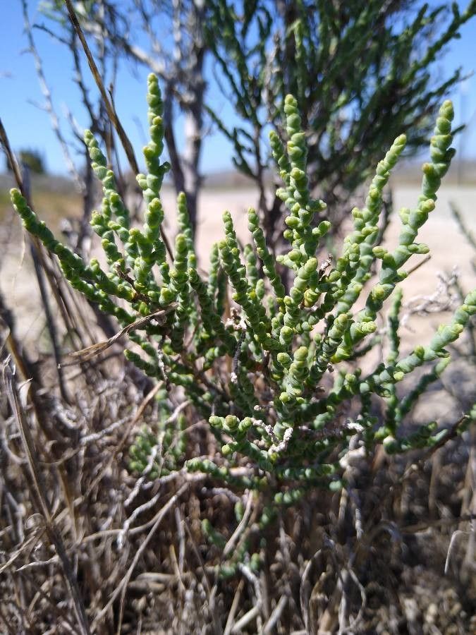 Allenrolfea occidentalis — houseplant care guide