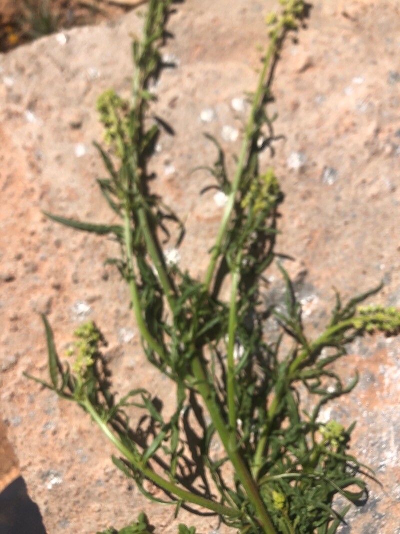 Senecio massaicus flower