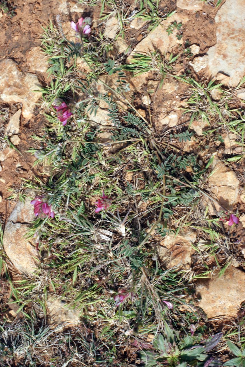 Hedysarum humile habit