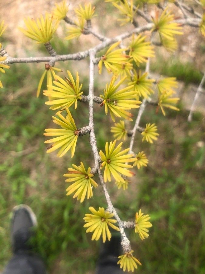 Pseudolarix amabilis — search result for 'Pinaceae'