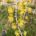 Pseudolarix amabilis