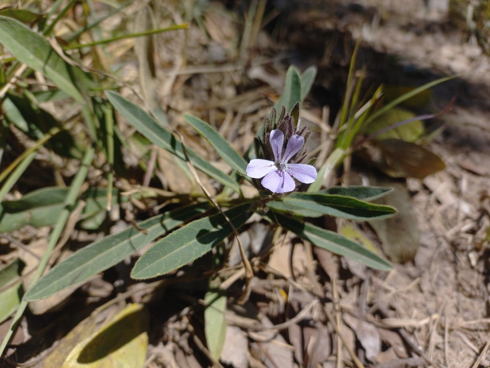 Barleria phaylopsis — houseplant care guide