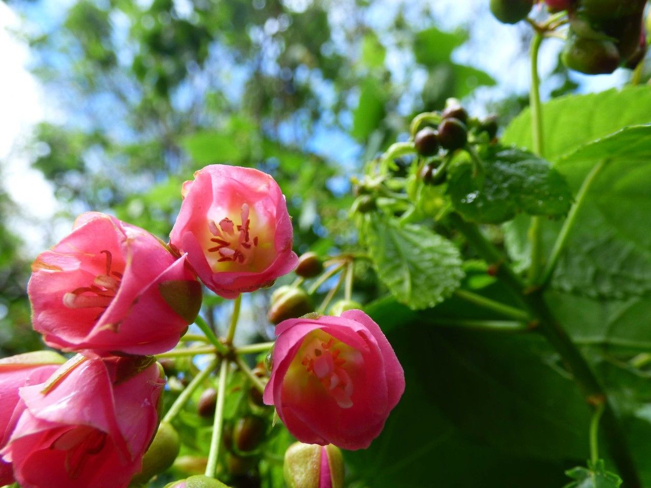 Dombeya elegans flower