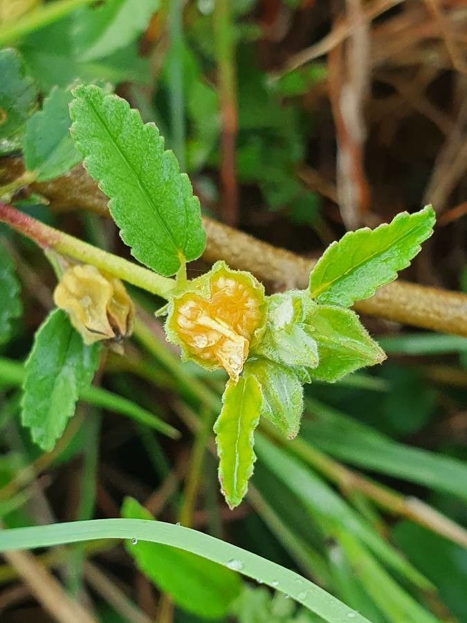 Sida schimperiana flower