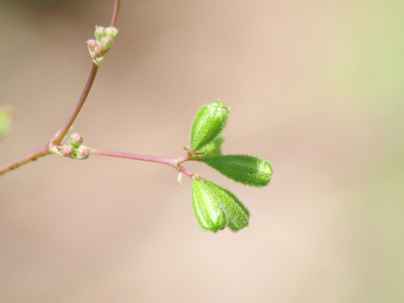 Boerhavia diffusa fruit