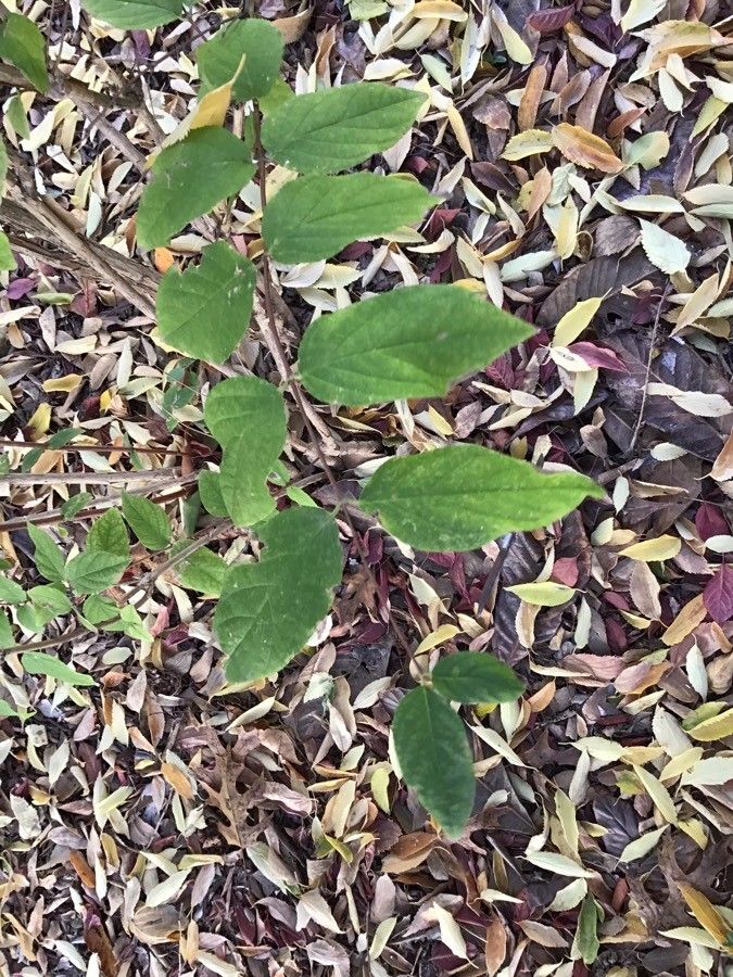 Deutzia staminea — search result for 'Deutzia'