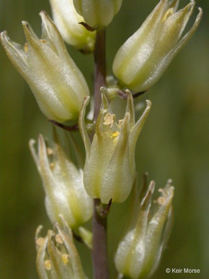 Hastingsia bracteosa — search result for 'Helenium'