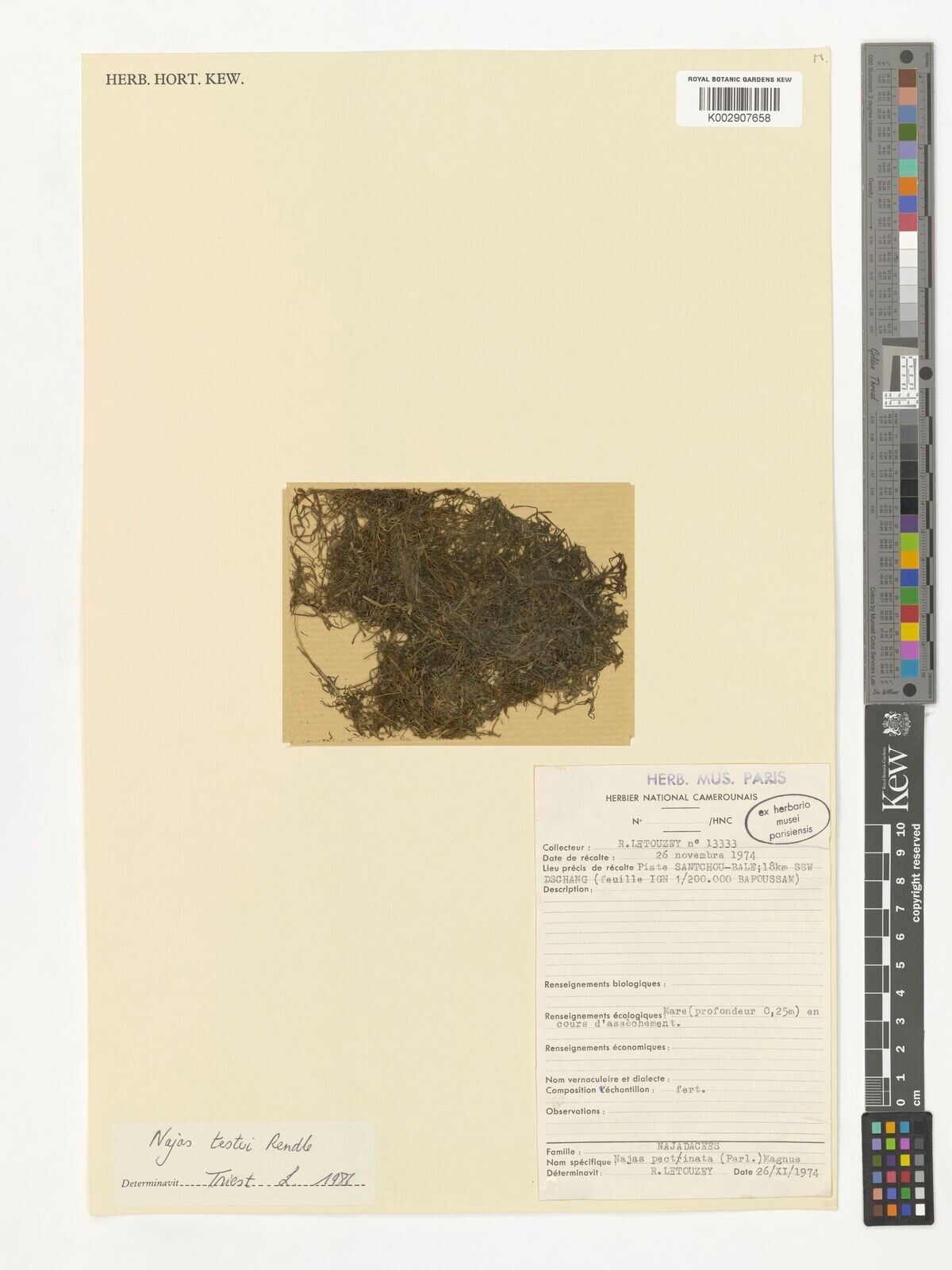 Najas testui — search result for 'Najas'