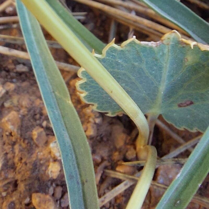 Eryngium thorifolium bark