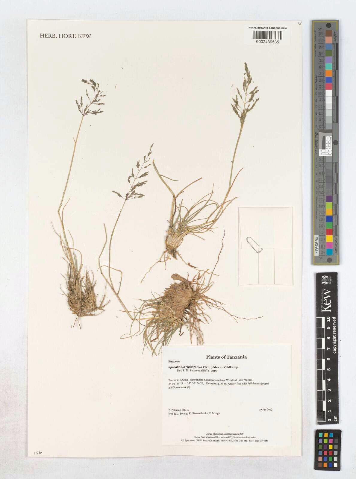 Sporobolus rigidifolius — houseplant care guide