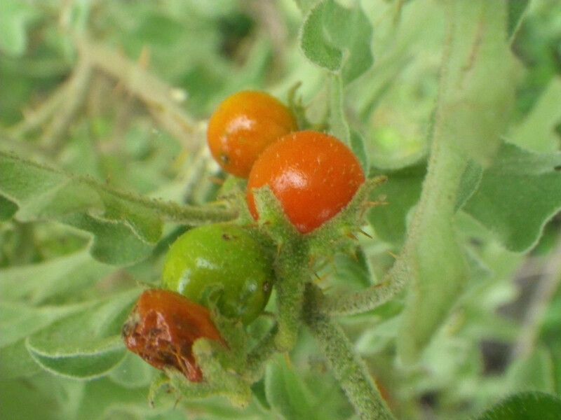 Solanum catombelense fruit