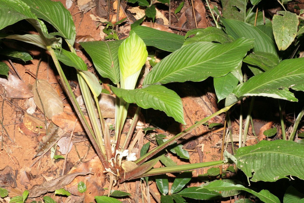 Goeppertia propinqua habit
