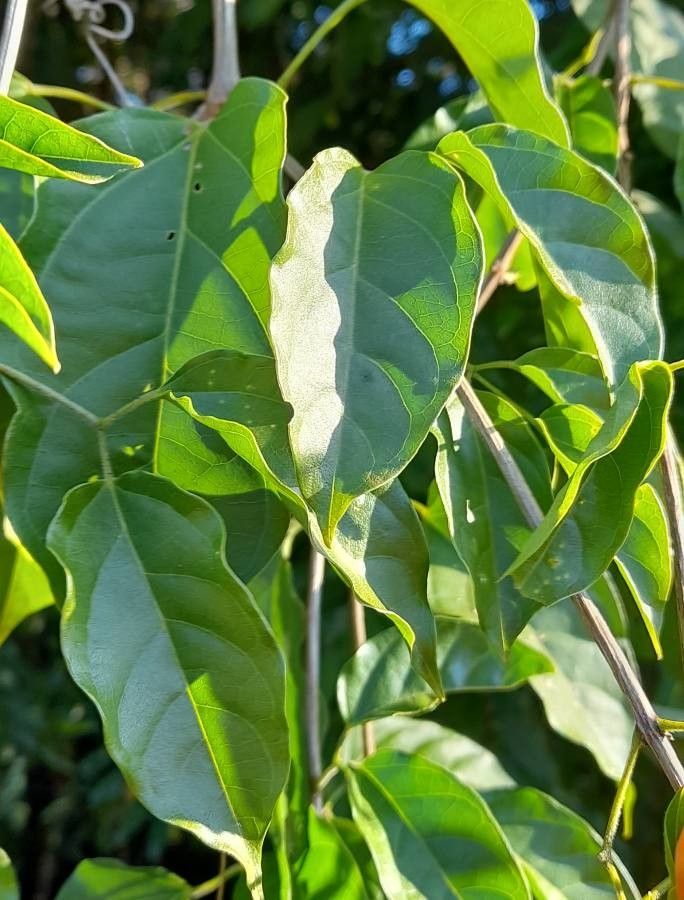 Pyrostegia venusta — search result for 'Bignoniaceae'