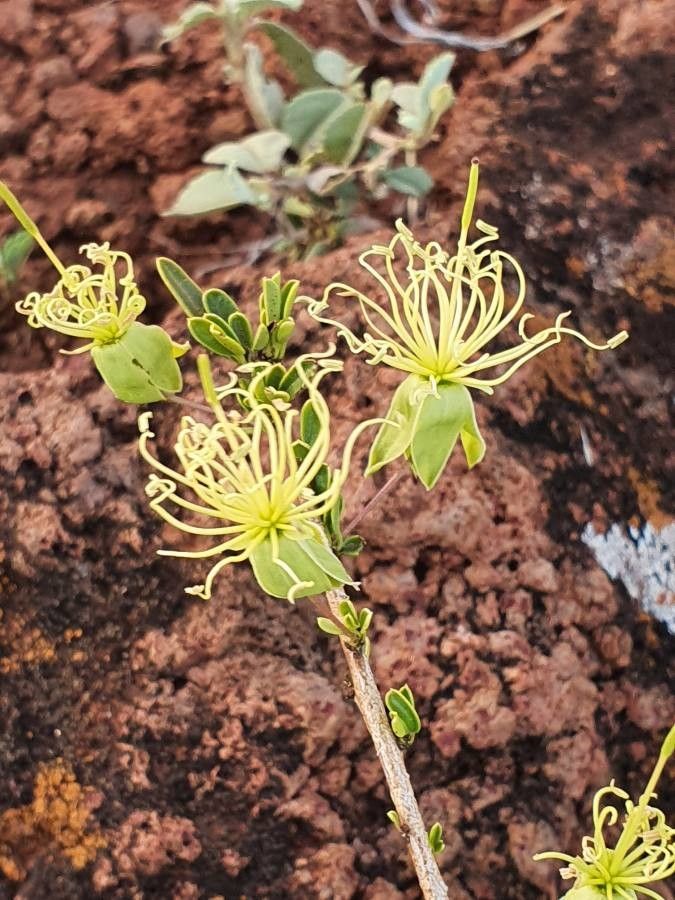 Maerua endlichii flower