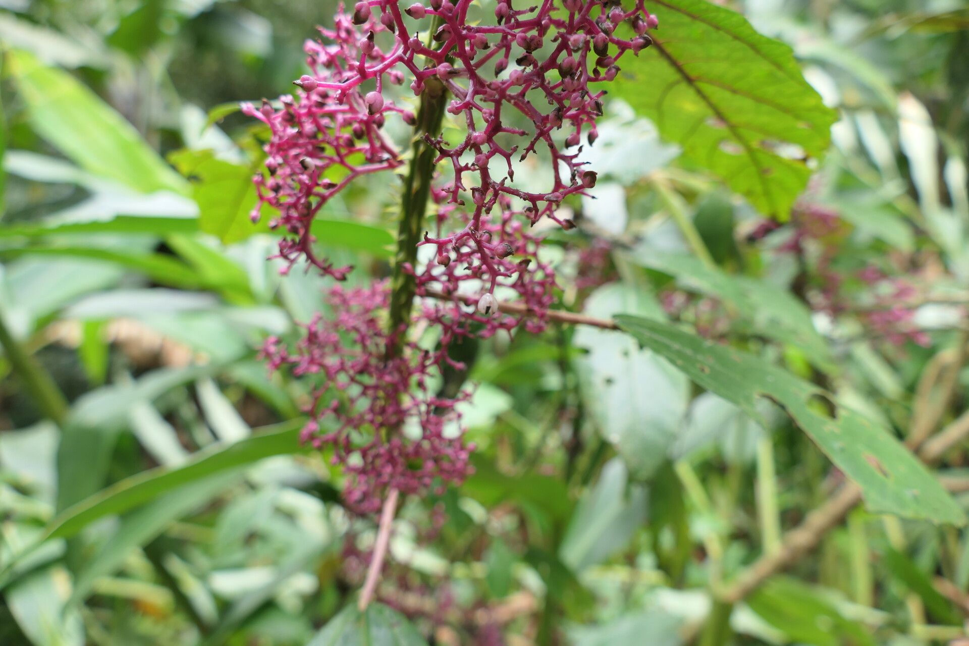 Urera nitida fruit