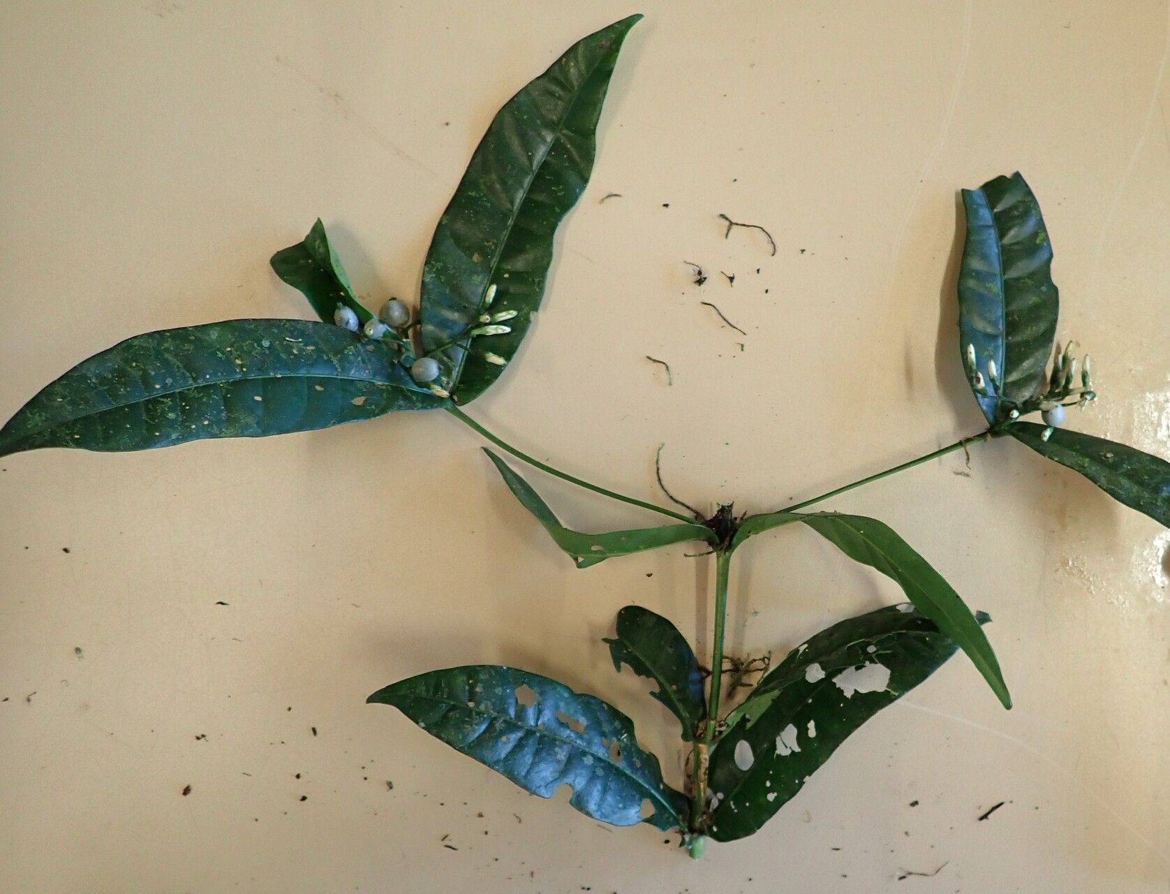 Pavetta bidentata habit