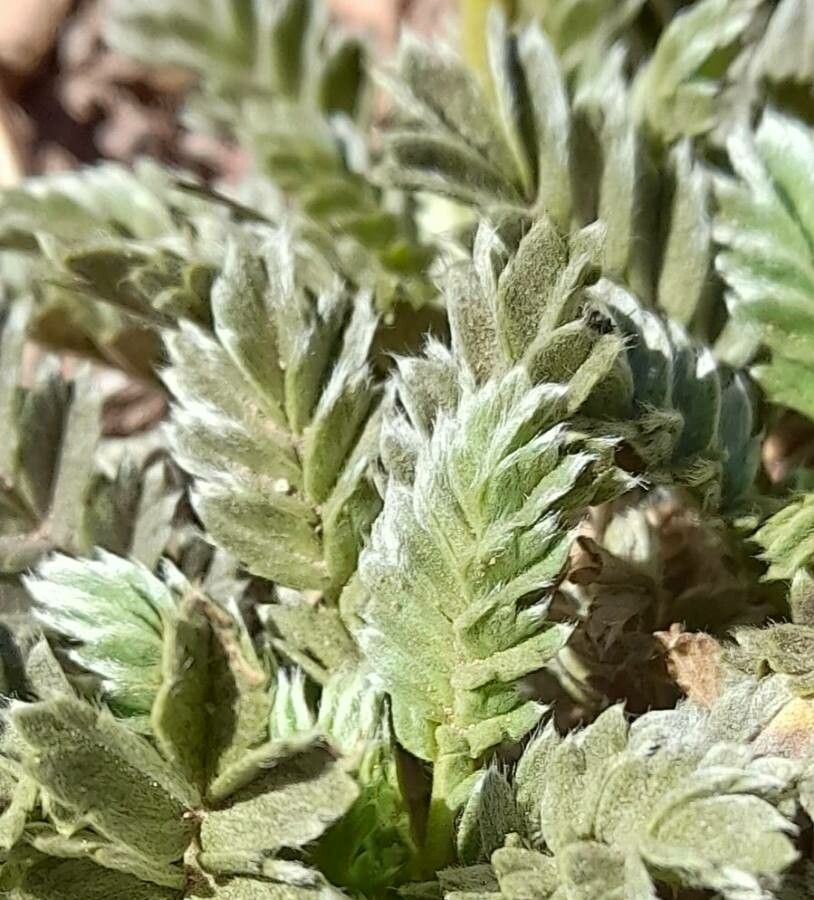 Acaena caespitosa — houseplant care guide