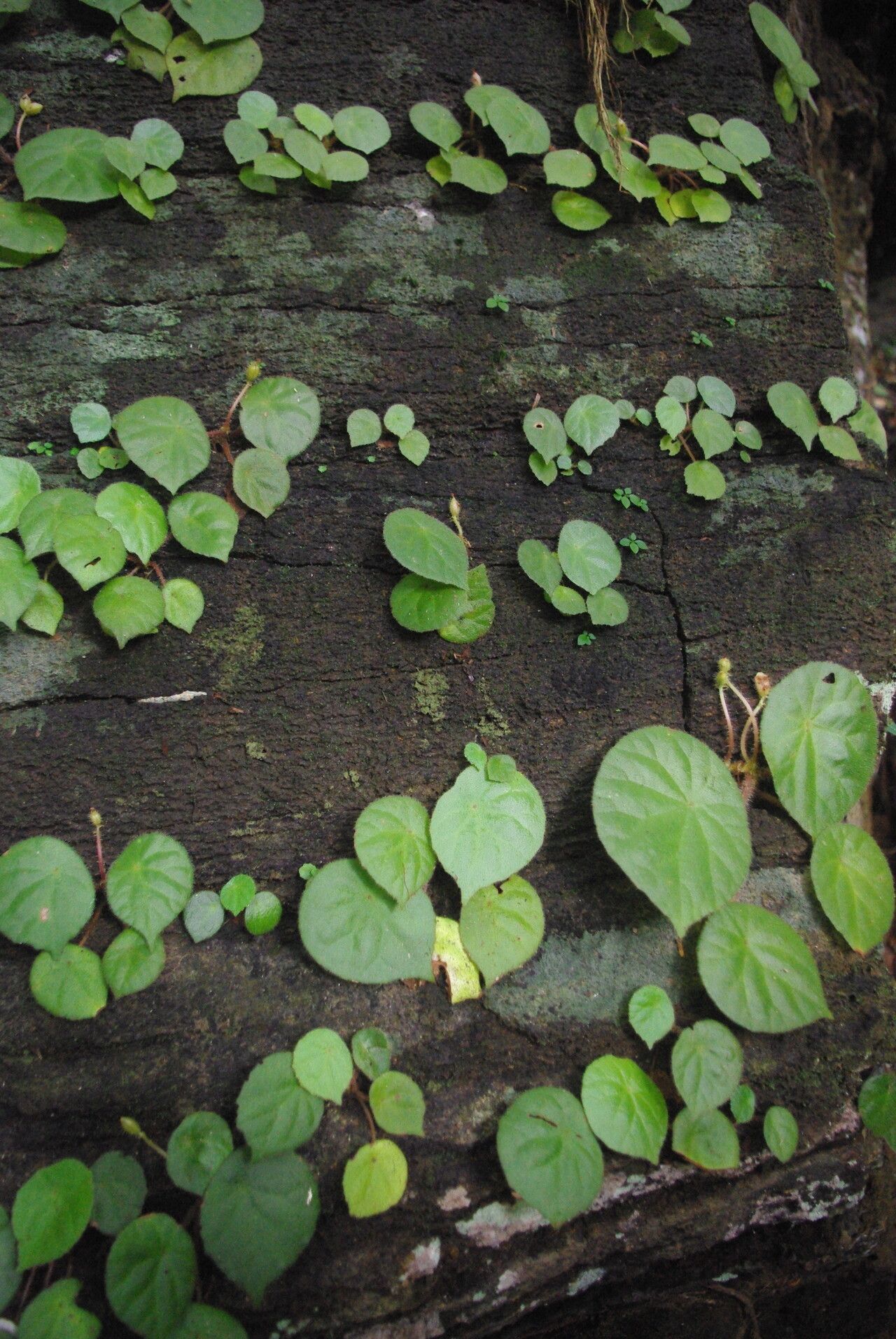 Begonia letouzeyi habit