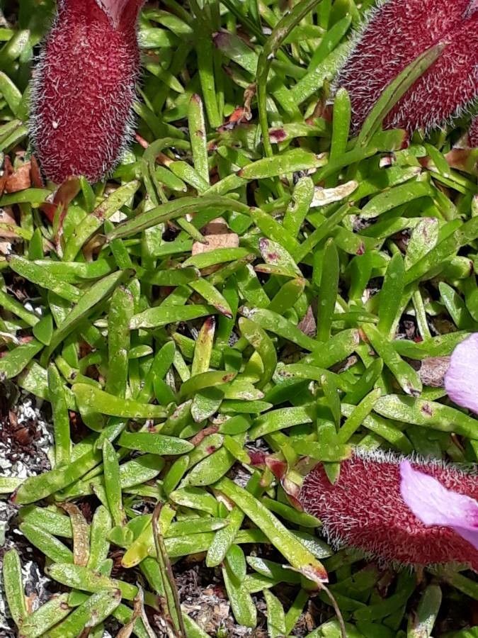 Saponaria pumila — search result for 'Romania'