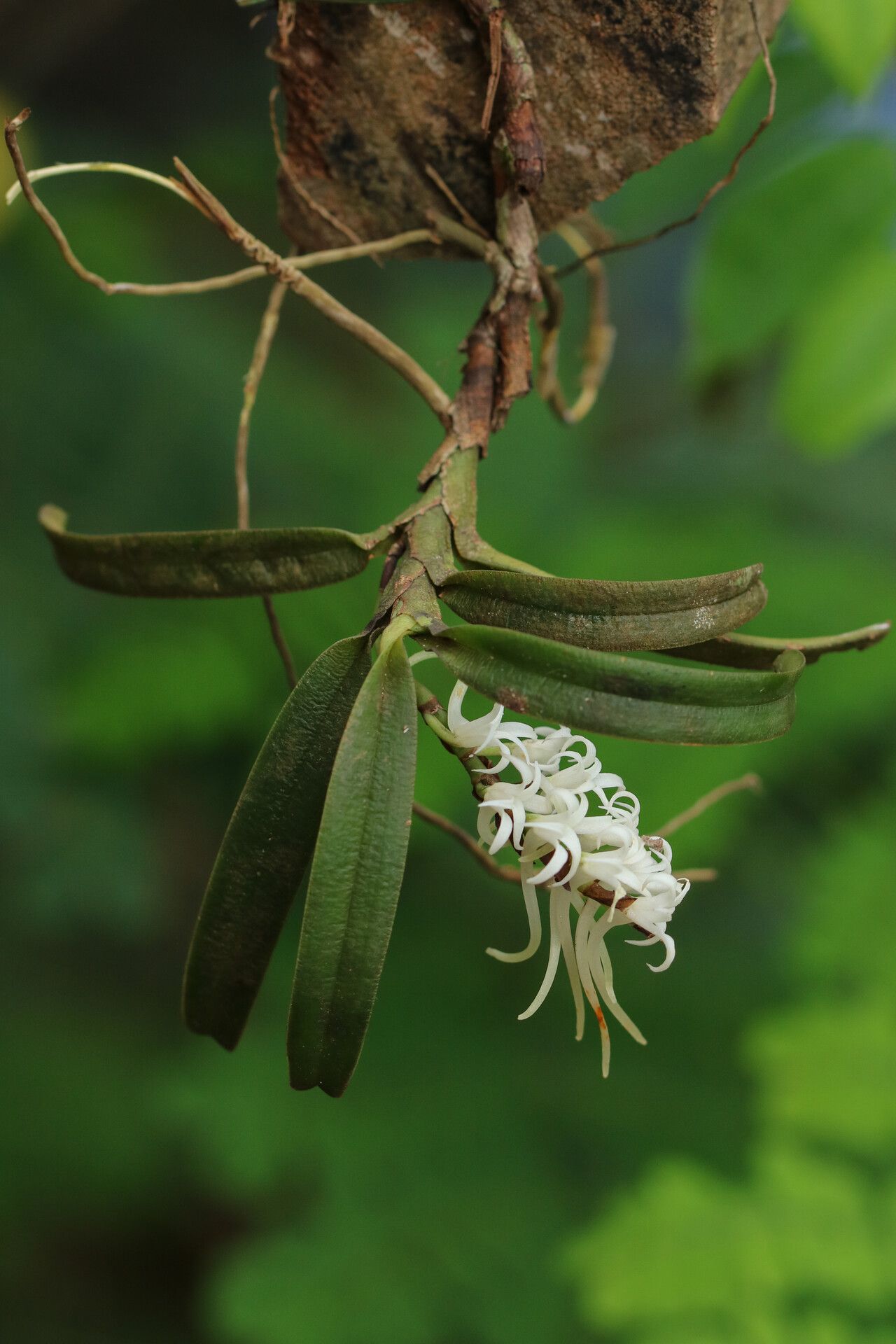 Cyrtorchis brownii habit